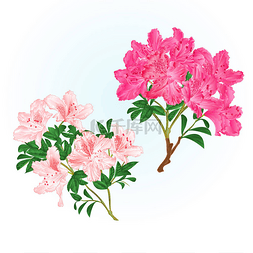 枝粉红色花杜鹃山灌木在白色背景