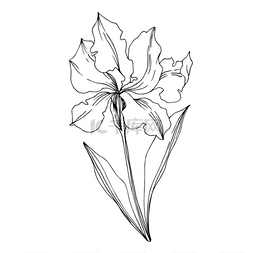 白字图片_病媒爱丽斯花植物花。 黑白字刻