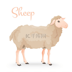 绵羊背景图片_金河可爱的绵羊站在农场背景与鹅