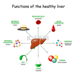 解毒图片_健康肝脏的功能。从解毒、解毒、