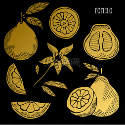 fruits图片_Hand drawn golden pomelos, whole and sliced, 