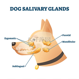 兽用标签图片_狗唾液腺载体图解。 动物解剖学