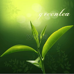 绿茶叶背景图片_绿茶和分支