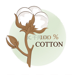 棉花白色图片_棉花分支。100%生态。棉花花。植