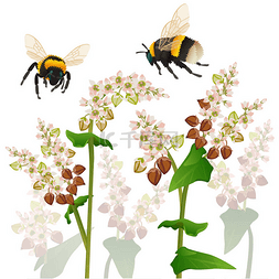 大黄蜂png图片_两头大黄蜂昆虫在荞麦花田上飞舞