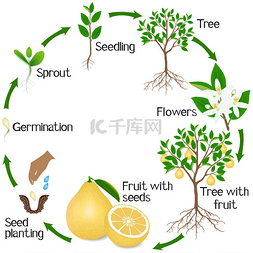 在白色背景上种植柚子树的生长周