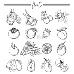 李子标签图片_病媒素描水果和浆果图标设置。为