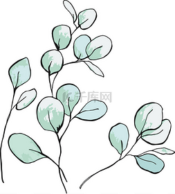 紫杉树图片_紫杉树·波普卢斯花草植物。嫩叶 