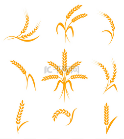 矢量水稻图片_抽象小麦耳朵图标