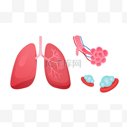 毛细血管图片_毛细血管网白色分离背景扁平载体