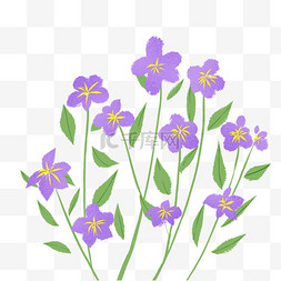 紫色扁平植物图片_紫色翠芦莉花镜简笔画植物花卉