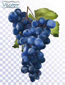 葡萄酒餐桌图片_3D现实的深蓝色葡萄。 在透明的背
