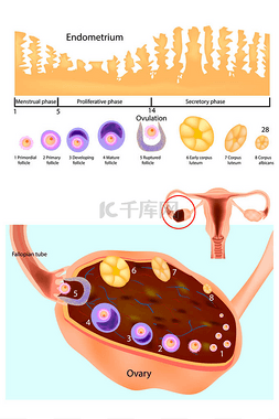 子宫内膜。正常卵巢、 卵泡发育