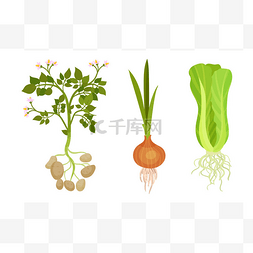 马铃薯和洋葱为新鲜蔬菜，有根茎