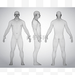 在后面图片_一套3d 线框人体矢量图。前面, 后