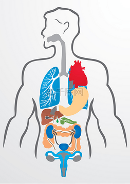 人体图图片_人体器官和人体-图