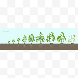 大豆植物生长阶段,根在土壤中。