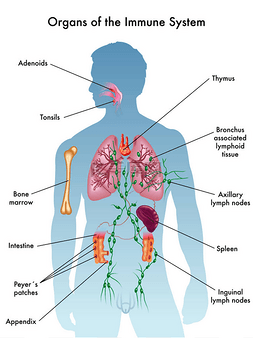 免疫系统图片_免疫器官