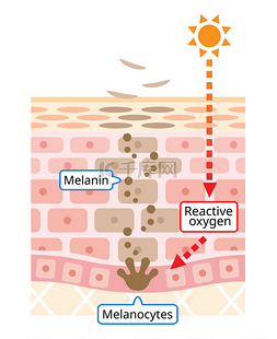 皮肤细胞周转图的机制。黑色素和