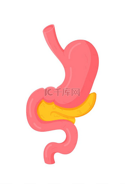 胃结构图片_孤立物体的矢量图解。胃及其详细