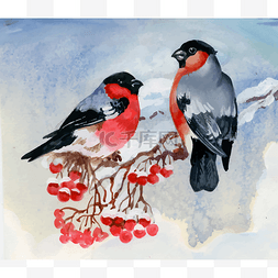 大雪图片_大雪压枝的红腹灰雀鸟。水彩插图