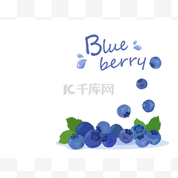 蓝莓载体在白色背景上被分离。夏