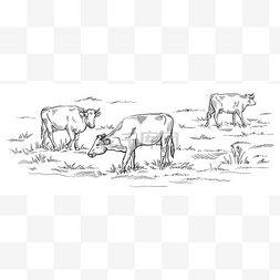 奶牛在吃草图片_奶牛在草地上吃草.手绘插图.