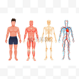 身体结构人体图片_人体解剖人视觉方案系统