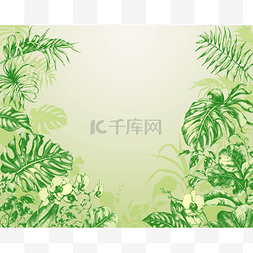 热带植物叶子背景图片_Natural  Green Background with  tropical plan