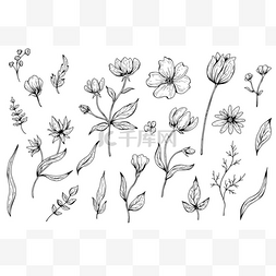 黑白油墨图片_花、叶、植物的采集。 手绘矢量