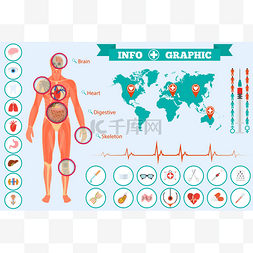 医学解剖信息图表