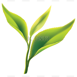 绿茶叶背景图片_在白色背景上的新鲜绿茶叶