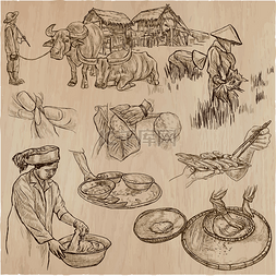 一幅素描图片_水稻作物。农业。手绘矢量集.