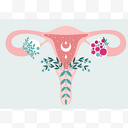 PCOS -花中乌特鲁氏菌的解剖方案。