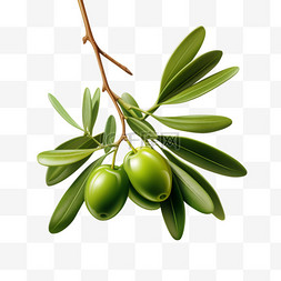 g橄榄枝图片_橄榄新鲜植物元素立体免扣图案
