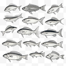 世界鱼类图片_雕刻复古手绘鱼类系列。