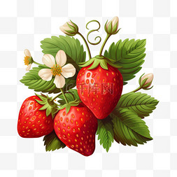 草莓冰茶草莓汁图片_成熟草莓与叶子和开花矢量集
