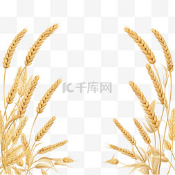 扁平小麦背景