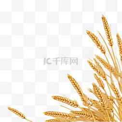 云平图片_扁平小麦背景