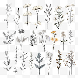 手绘线条树枝图片_花卉线条艺术植物水彩最小插图集