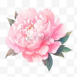 盛开的手绘元素牡丹花粉红色