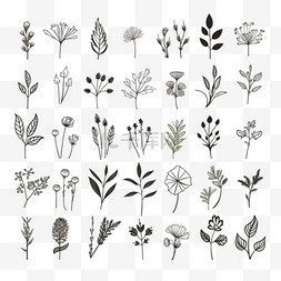 手绘植物线条花朵图片_套装植物叶涂鸦野花线条艺术
