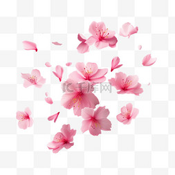 粉红色樱花花瓣飘落写实插图