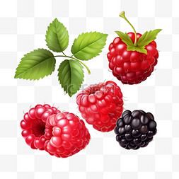 植物树叶矢量图片_逼真的浆果透明集与树莓、草莓、