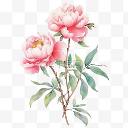 粉色手绘牡丹花图片_粉色手绘元素盛开牡丹花绿色枝叶