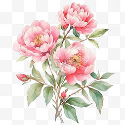 粉色手绘牡丹花图片_盛开牡丹花绿色枝叶粉色手绘元素