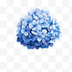 绣球草鞋图片_绣球花朵蓝色免扣元素装饰素材