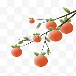 冬季冬天水果柿子