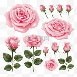 粉红玫瑰矢量系列