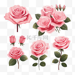 玫瑰花卉背景图片_粉红玫瑰矢量系列
